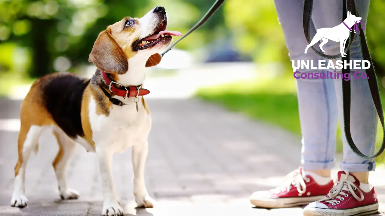 10 Tips to Market a Top Dog Training Academy