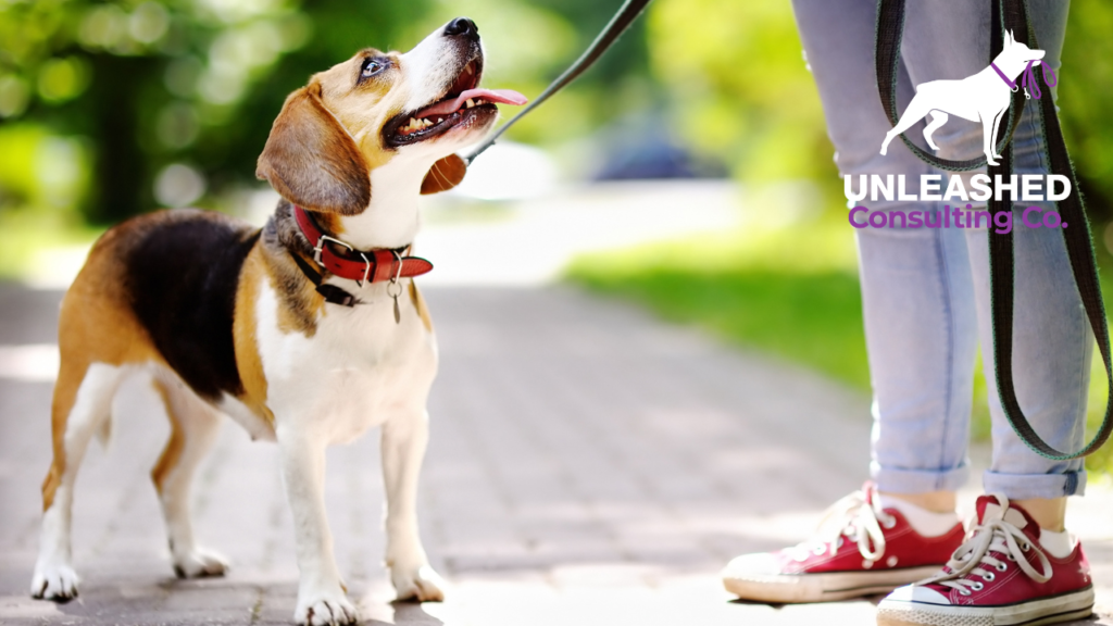 Trainer and aggressive dog engaging in calm, structured training exercises in a park setting.