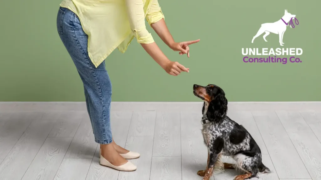 Trainer guiding a large aggressive dog through obedience drills in a controlled environment.