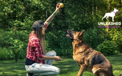 How to Win Clients with a Dog Training for Aggressive Dogs Near Me