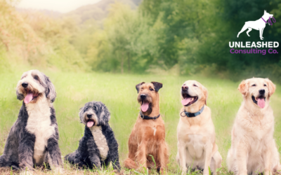 Important SEO Strategies for Dog Trainers to Succeed