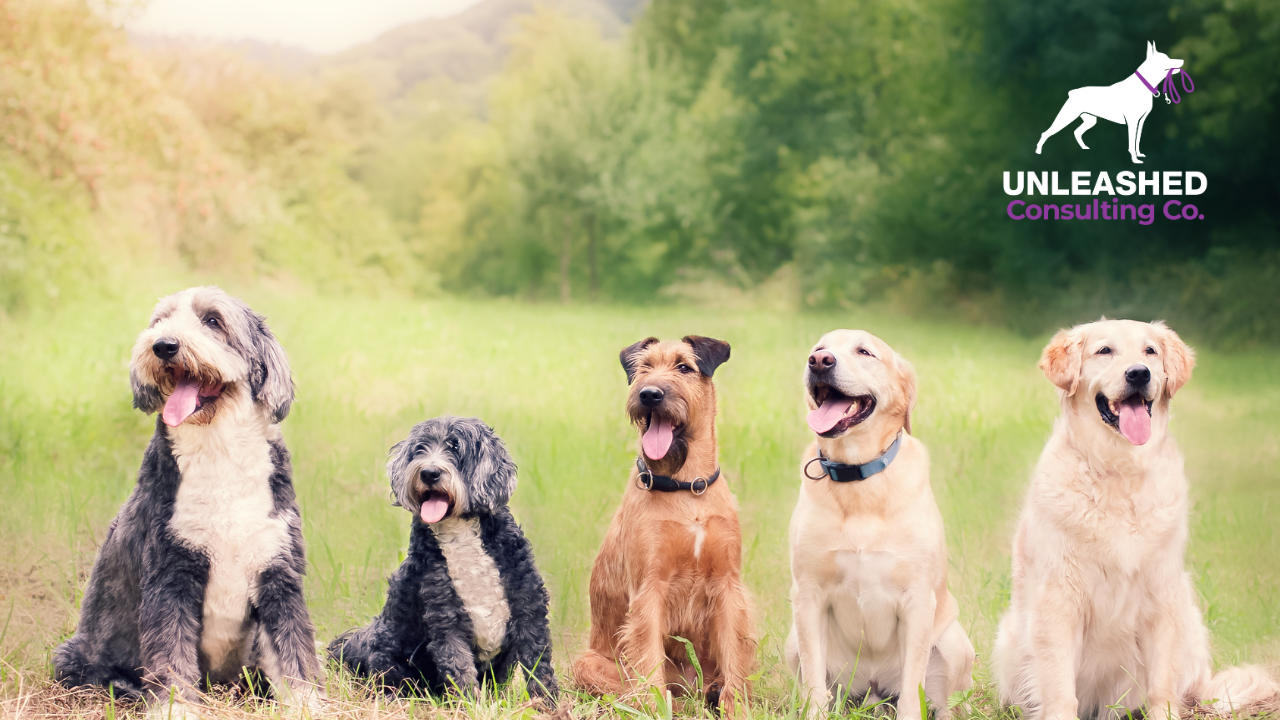 Important SEO Strategies for Dog Trainers to Succeed