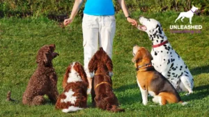 Image of a dog trainer participating in a community event