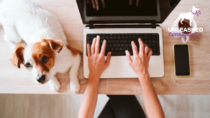 On-Page SEO Strategies
as a Dog Trainer