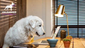 Tools to Grow Your Pet Business
