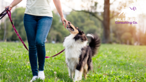 Obedience training for puppies in a local facility, featuring a trainer guiding young dogs through basic commands