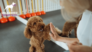 10 Creative Dog Content Ideas for Your Dog Training Business