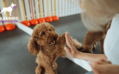 10 Creative Dog Content Ideas for Your Dog Training Business