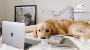 8 Ways on How to Launch a Successful Pet Marketing Campaign