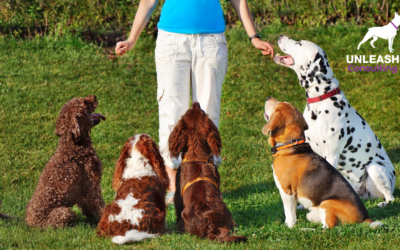 101+ Dog Training Business Name Ideas for Dog Business Owners