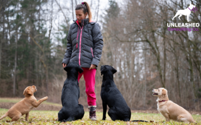 The Best Dog Training Certification Programs for Dog Trainers