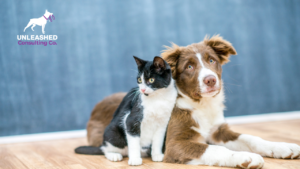 A puppy sitting obediently while looking at its owner, highlighting basic obedience training