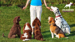 A trainer rewarding a dog with a treat for sitting, showcasing positive reinforcement techniques