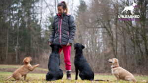 A dog happily following a hand signal during training, demonstrating effective dog training methods.