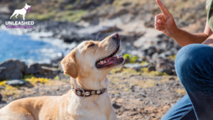 Dog trainer using pet marketing tips from Unleashed Consulting