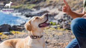 Dog trainer writing an email to engage with clients