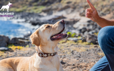 A Beginner’s Guide to the Best Dog Training Methods