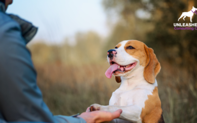 How to Start and Grow a Successful Dog Trainer Business