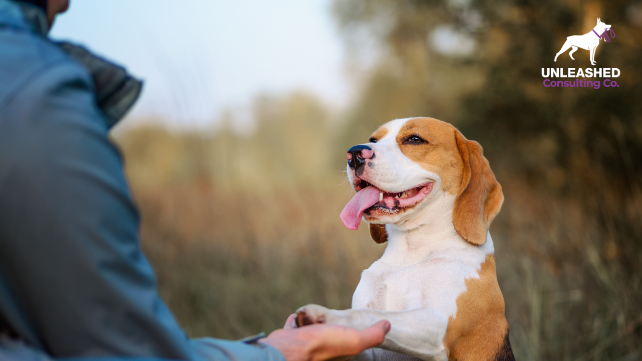 How to Start and Grow a Successful Dog Trainer Business