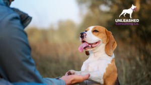 Laptop displaying email campaign tips for dog trainers