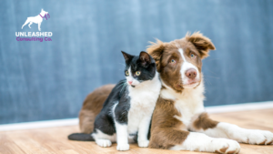 Dog trainer using a laptop to implement digital marketing strategies