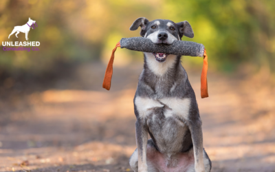 10 Effective Lead Generation Strategies for Dog Trainers