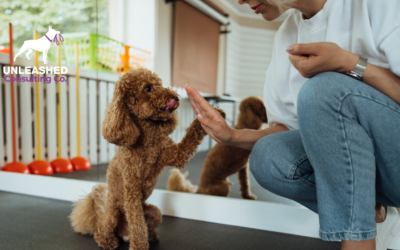 How to Target Pet Owners Effectively with PPC Advertising