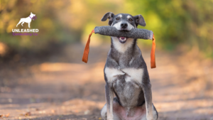 A pet sitter playing fetch with an excited dog