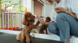 A before-and-after transformation of a fluffy dog after grooming