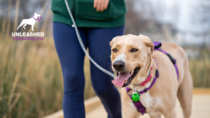 A professional pet sitter walking with a dog