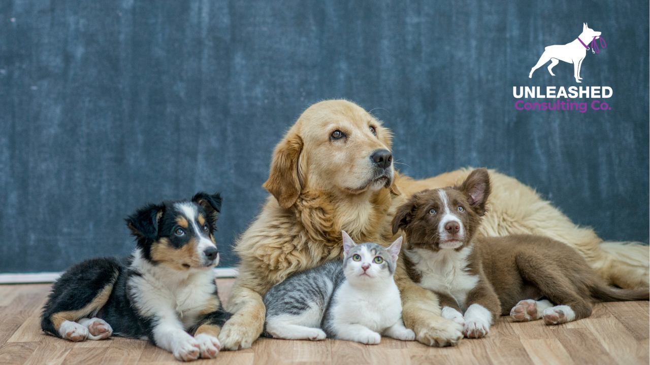 10 Simple Steps to Start Your Own Pet Sitting Business