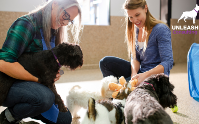 How to Start a Dog Daycare Business With Tips and Tricks