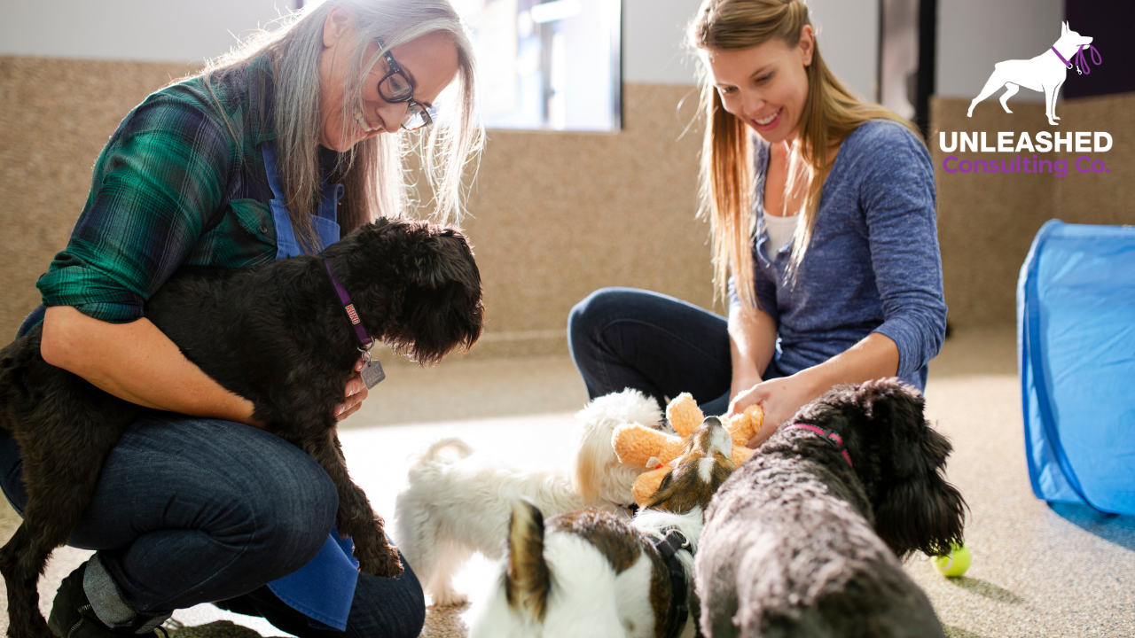 How to Start a Dog Daycare Business With Tips and Tricks