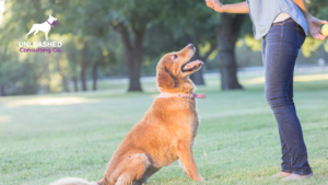 A cheerful dog daycare facility with happy dogs playing in a fenced outdoor area, representing a thriving pet business